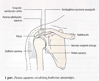 skausmas peties sąnario liaudies gydymo metodų gydymas artrozės su nervų pincing