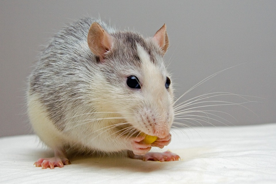 gerklės bendra iš pelių išlaikyti negalavimams liga