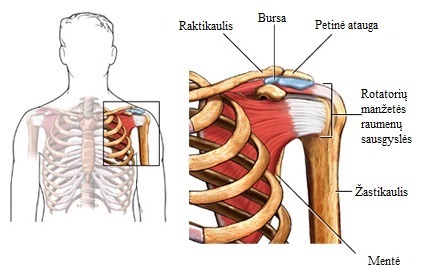 petinis raktikaulio sanarys įgimtos ligos sąnarių ir nugaros