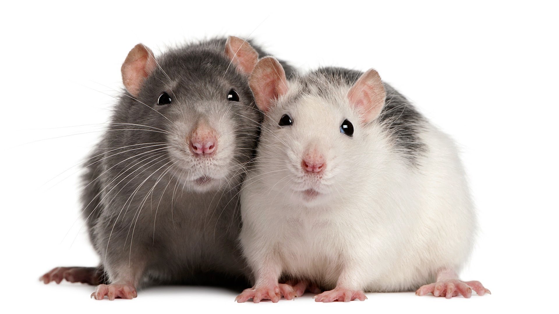 gerklės bendra iš pelių gliukozamino gydymas sąnarių