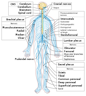 periferinės nervų sistemos ligos