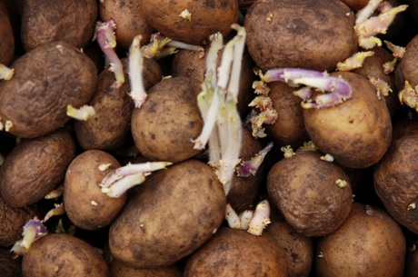 priemonė sąnarių iš bulvių daigais artritas rankos valymo atsiliepimai