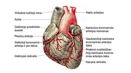 širdies ir kraujagyslių agentų osteochondrozė