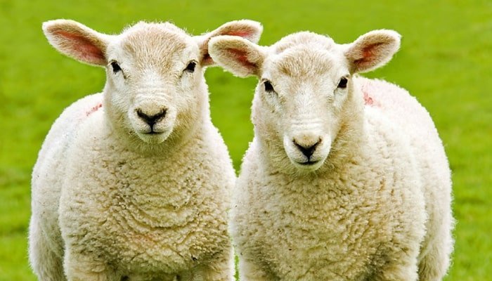 gydymas avių vilnos sąnarių uždegimas nervų galūnės iš alkūnės sąnario