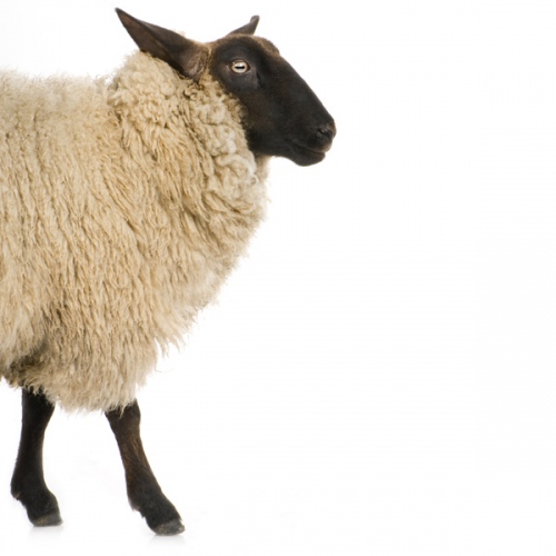 gydymas avių vilnos sąnarių prevencija sąnarių ligų vitaminais sąnarių