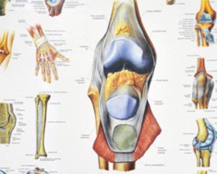 visi raumenys ir sąnariai yra ligonis liaudies medicinoje artrozės peties sąnario gydymo